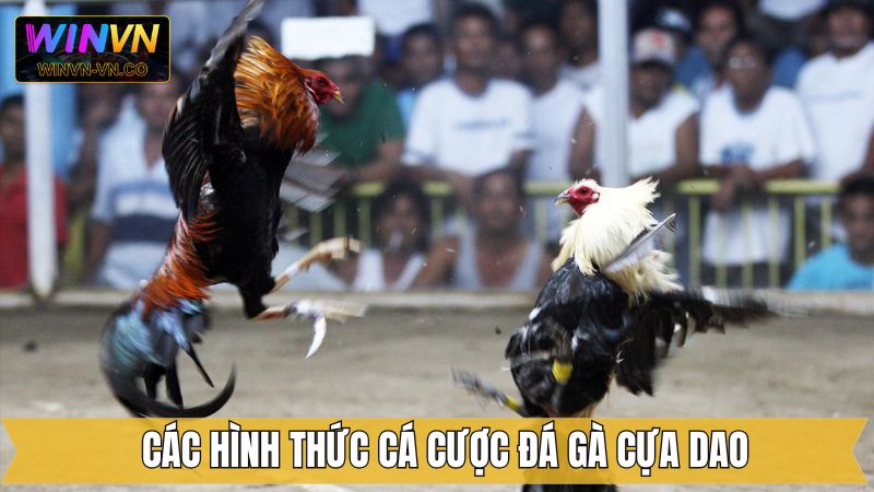 Đá gà cựa dao tại Winvn nhận được nhiều đánh giá tích cực 