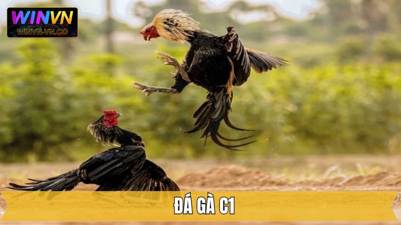 Đá Gà C1 Winvn - Đấu Trường Rực Lửa Dành Cho Dân Cá Cược