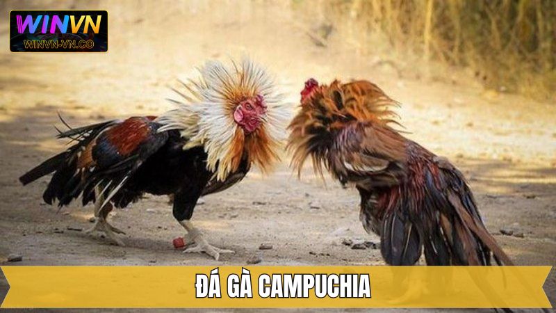 Đá Gà Campuchia – Khám Phá Những Trận Đấu Hấp Dẫn Tại Winvn