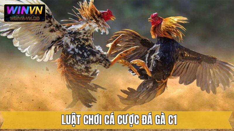 Luật tham gia đá gà C1 cần nắm rõ 