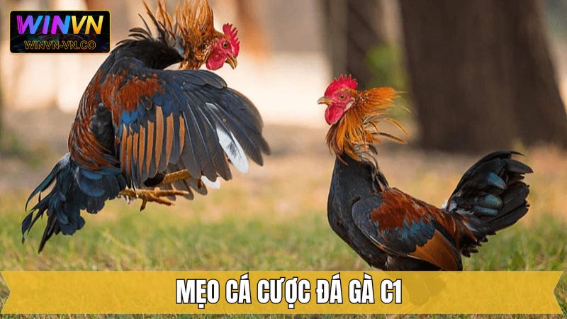 Kinh nghiệm đem lại hiệu quả cao khi chọi kê C1 trên Winvn 