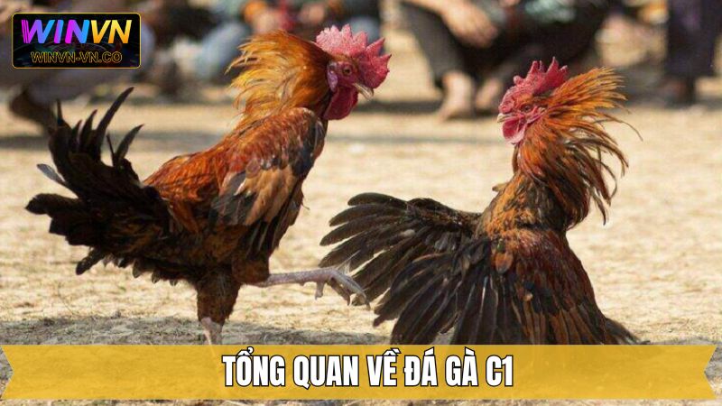 Thông tin tổng quan về hình thức chọi kê C1 trên Winvn 