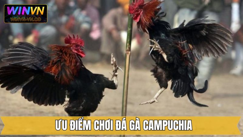 Bật mí những ưu điểm tuyệt vời mà đá gà Campuchia đang sở hữu